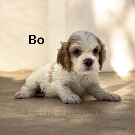 puppy, for, sale, Cocker Spaniel, Joe & Cherri  Overlease, dog, breeder, Miller, MO, dog-breeder, puppy-for-sale, forsale, nearby, find, puppyfind, locator, puppylocator, aca